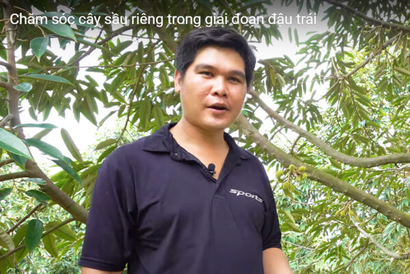 Cham soc cay sau rieng giai doan dau trai Agri Usa