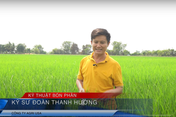 Kỹ thuật bón phân theo nhu cầu cây lúa ở giai đoạn bón phân đợt 1