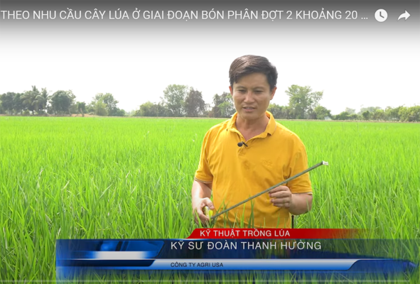 Kỹ thuật bón phân theo nhu cầu cây lúa ở giai đoạn bón phân đợt 2