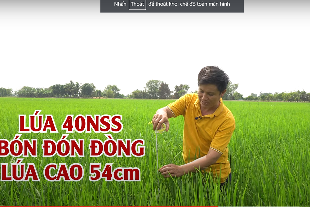 Kỹ thuật bón phân theo nhu cầu cây lúa ở giai đoạn bón phân đợt 3